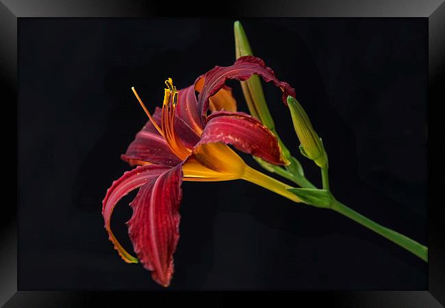  lily hemerocallis hybrid red Framed Print by Eddie John