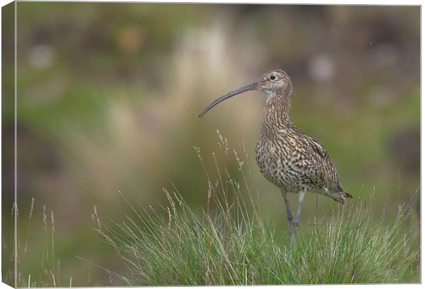  Curlew on the Moors Canvas Print by David Brotherton