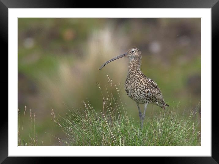  Curlew on the Moors Framed Mounted Print by David Brotherton
