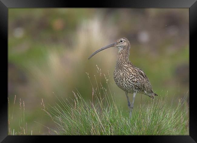  Curlew on the Moors Framed Print by David Brotherton