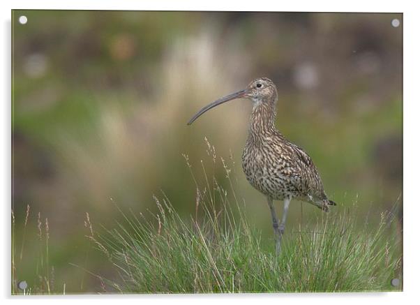  Curlew on the Moors Acrylic by David Brotherton