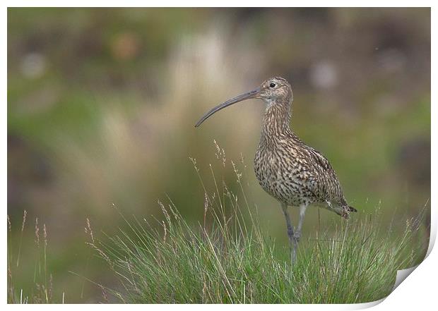  Curlew on the Moors Print by David Brotherton