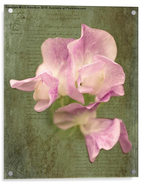  Sweet Pea in Pink Acrylic by LIZ Alderdice