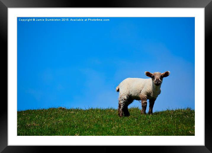  Lamb on Fair Isle Framed Mounted Print by Jamie Dumbleton