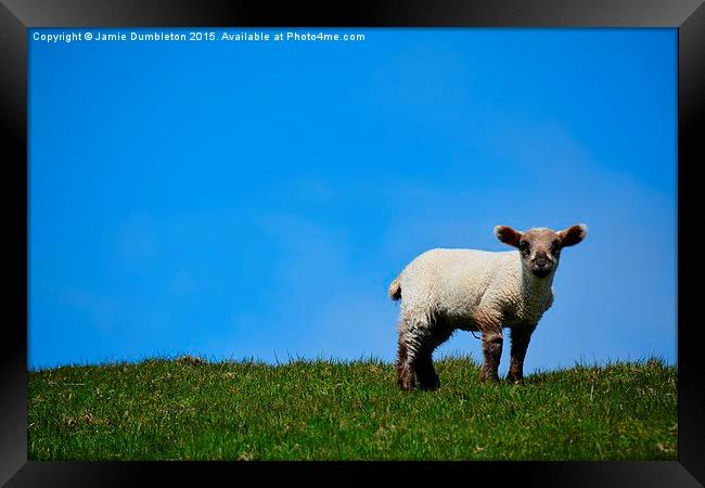  Lamb on Fair Isle Framed Print by Jamie Dumbleton