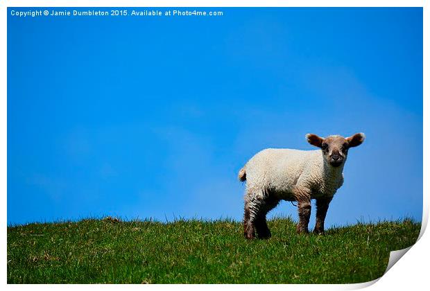  Lamb on Fair Isle Print by Jamie Dumbleton