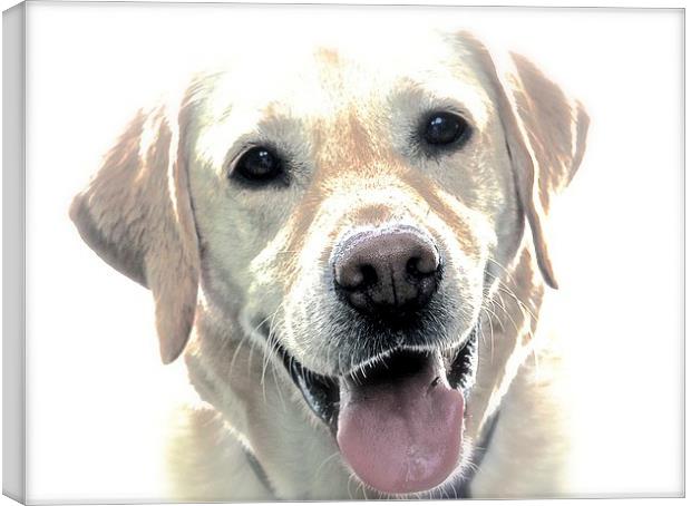  A Happy Labrador Dog Canvas Print by Sue Bottomley