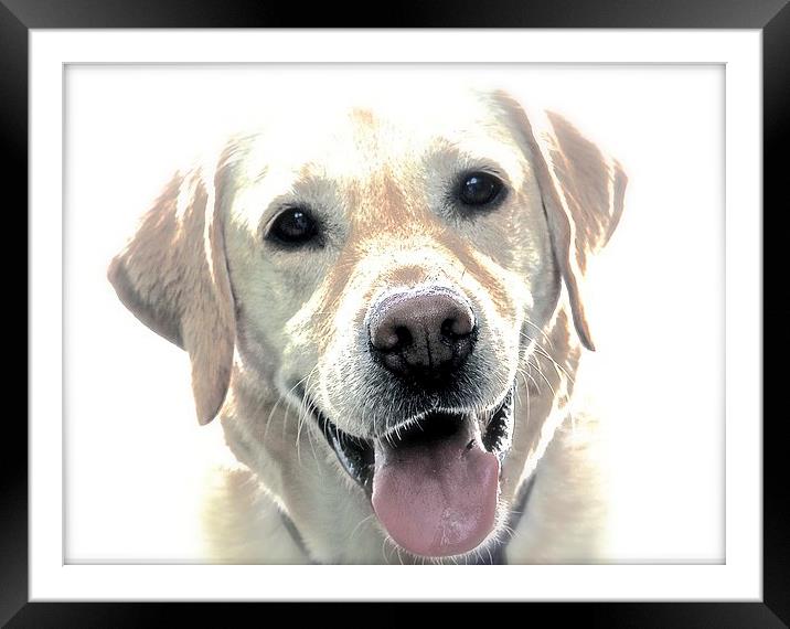  A Happy Labrador Dog Framed Mounted Print by Sue Bottomley