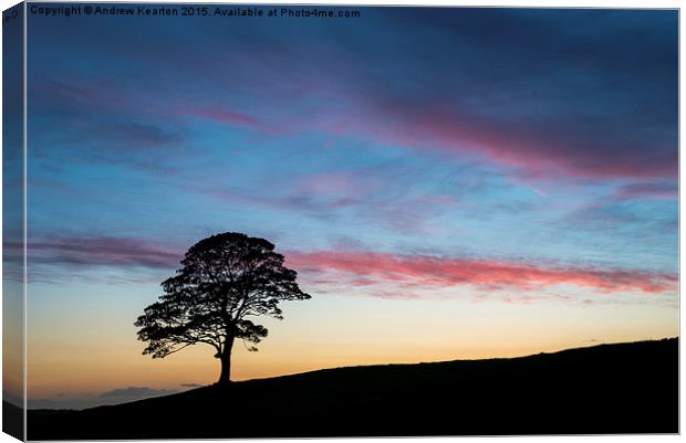  Lone Sycamore at sunset Canvas Print by Andrew Kearton