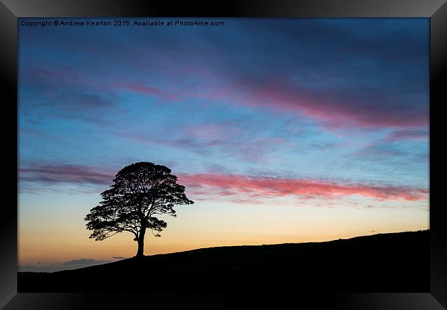  Lone Sycamore at sunset Framed Print by Andrew Kearton