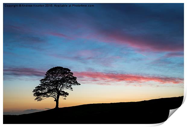  Lone Sycamore at sunset Print by Andrew Kearton