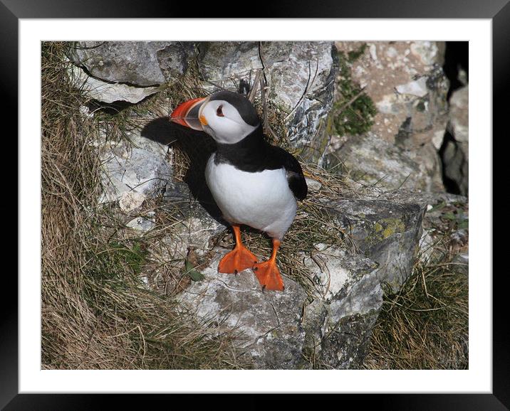 Atlantic Puffin (Fratercula arctica) Framed Mounted Print by Michael Crawford