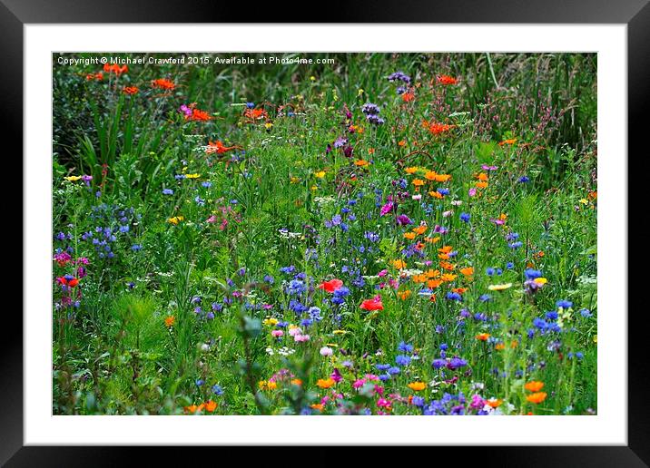   Wild flowers at Wetland Centre, Middlesex Framed Mounted Print by Michael Crawford