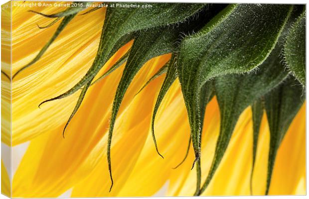 Sunflower Macro Canvas Print by Ann Garrett