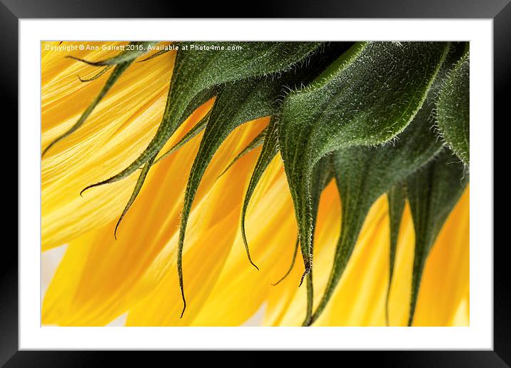 Sunflower Macro Framed Mounted Print by Ann Garrett