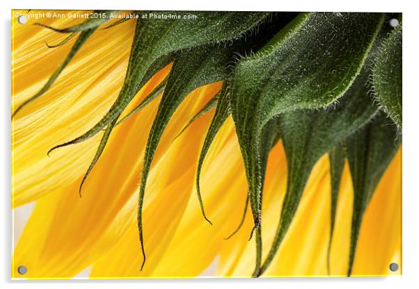 Sunflower Macro Acrylic by Ann Garrett