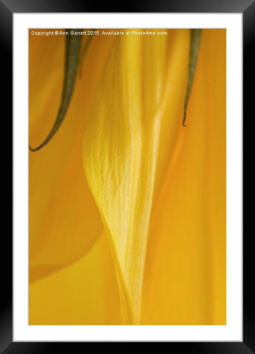 Sunflower Macro 2 Framed Mounted Print by Ann Garrett