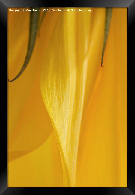 Sunflower Macro 2 Framed Print by Ann Garrett