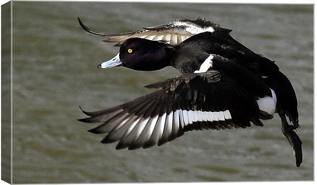 Flight Of Tufted Duck Canvas Print by Trevor White