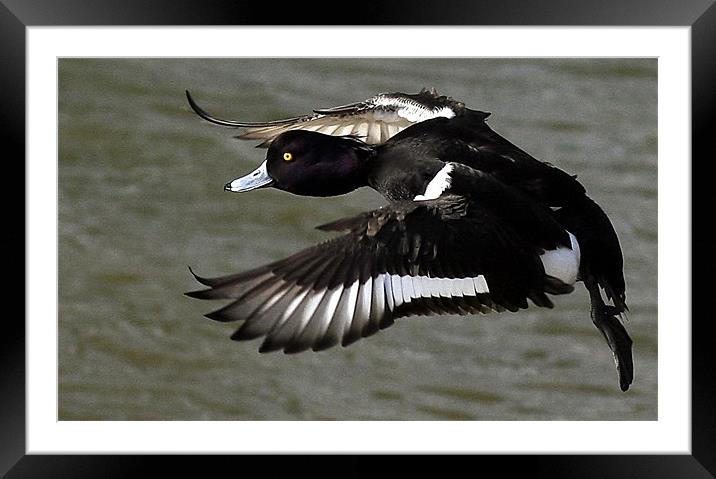 Flight Of Tufted Duck Framed Mounted Print by Trevor White
