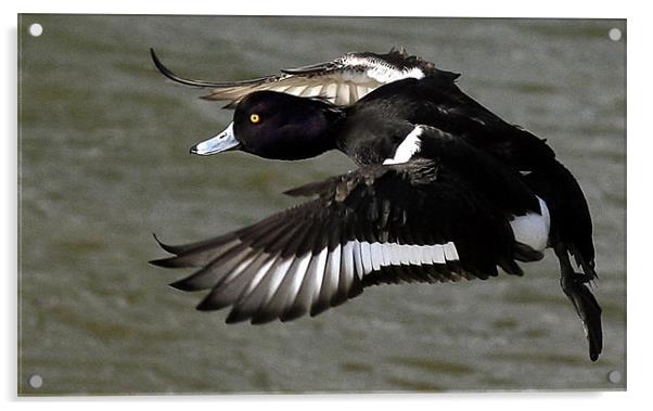 Flight Of Tufted Duck Acrylic by Trevor White