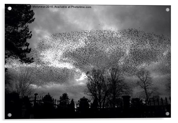  Starlings over Queens Acrylic by Wayne Molyneux