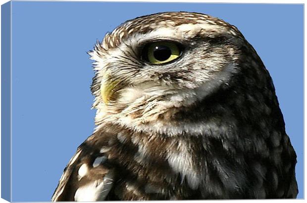 Portrait Of The Little Owl Canvas Print by Trevor White