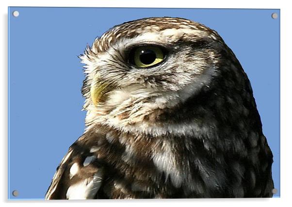 Portrait Of The Little Owl Acrylic by Trevor White