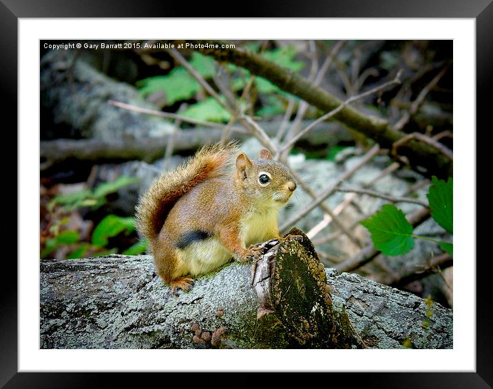  Woodland Red Squirrel. Framed Mounted Print by Gary Barratt