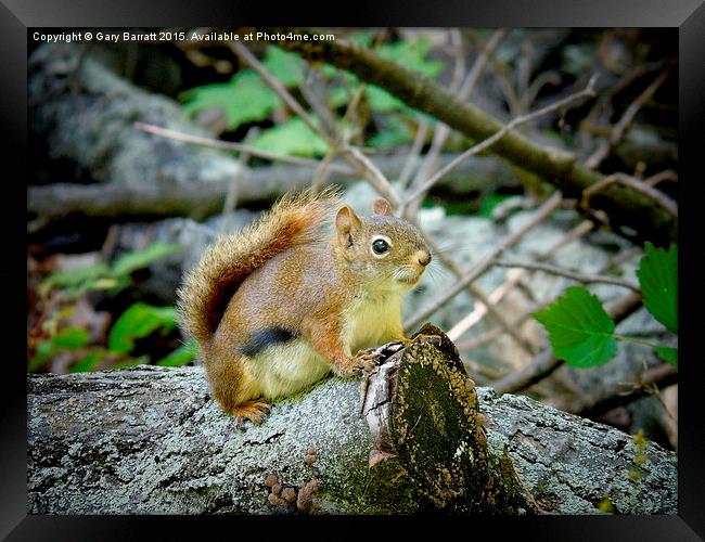  Woodland Red Squirrel. Framed Print by Gary Barratt