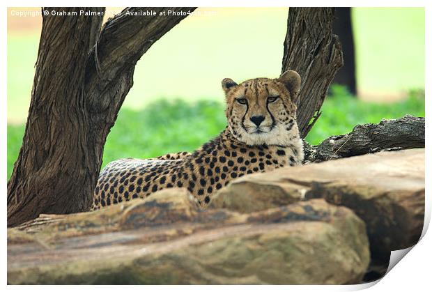 Cheetah On The Rocks Print by Graham Palmer