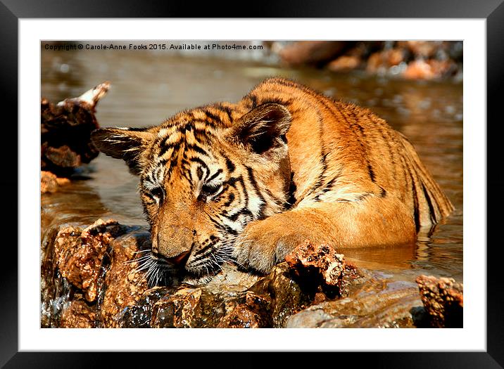  Playful Tiger Cub Framed Mounted Print by Carole-Anne Fooks