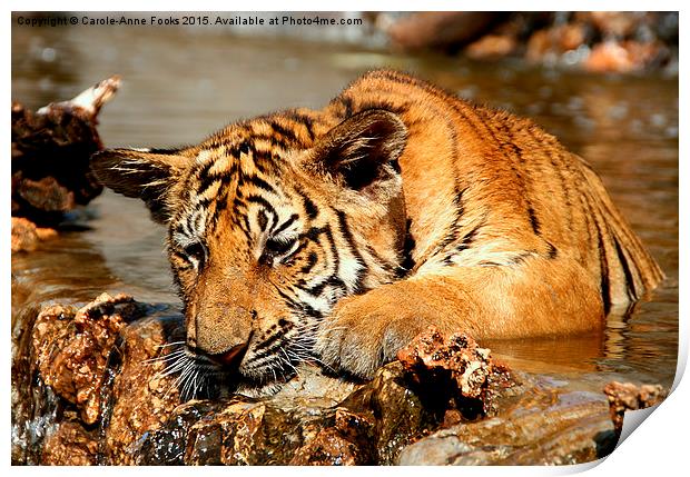  Playful Tiger Cub Print by Carole-Anne Fooks