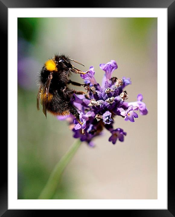  The Humble Bumble by JCstudios Framed Mounted Print by JC studios LRPS ARPS