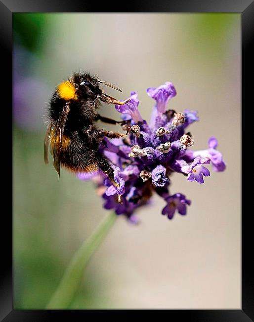  The Humble Bumble by JCstudios Framed Print by JC studios LRPS ARPS