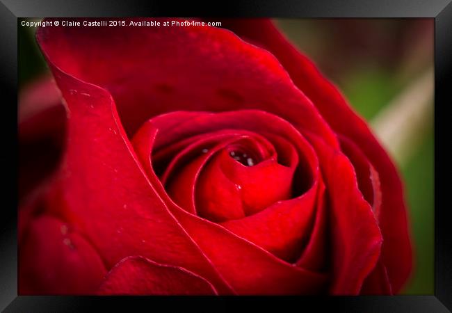  Single red rose Framed Print by Claire Castelli