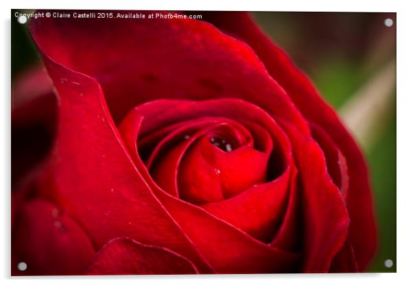  Single red rose Acrylic by Claire Castelli
