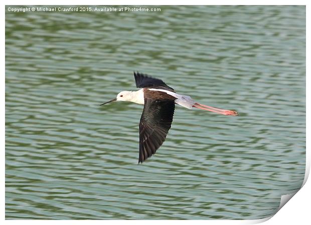  Black Winged Stilt (Himantopus himantopus) in Fli Print by Michael Crawford