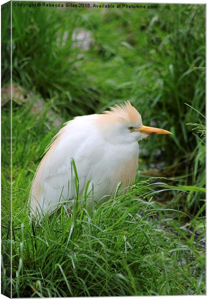  Cattle Egret Canvas Print by Rebecca Giles
