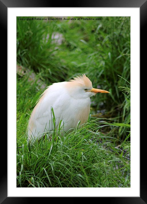  Cattle Egret Framed Mounted Print by Rebecca Giles