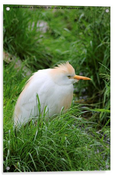  Cattle Egret Acrylic by Rebecca Giles