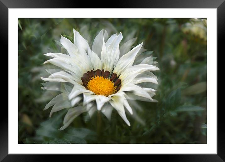 Dancing Petals Framed Mounted Print by Eddie John