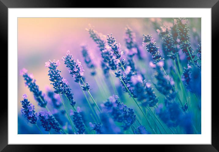 Purple lavenders! Framed Mounted Print by Inguna Plume