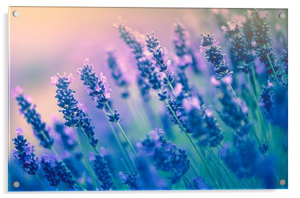 Purple lavenders! Acrylic by Inguna Plume