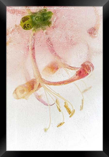 Flowers in Ice Framed Print by Ann Garrett