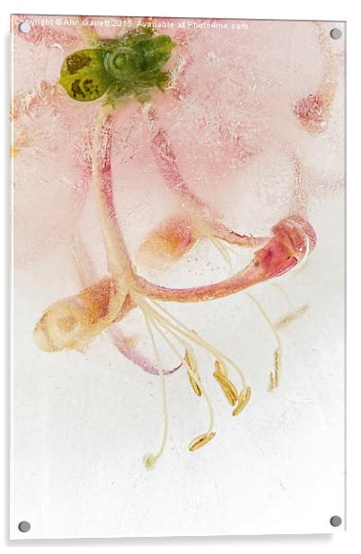 Flowers in Ice Acrylic by Ann Garrett