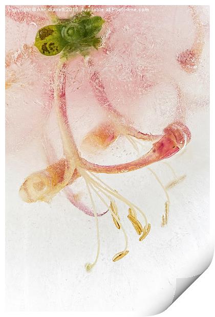 Flowers in Ice Print by Ann Garrett