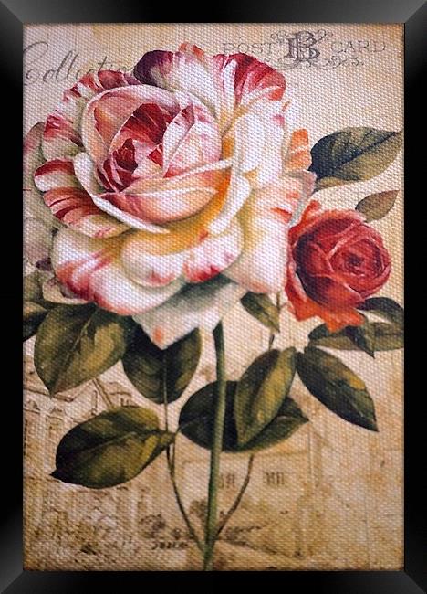 Textured Rose on textured background Framed Print by Sue Bottomley