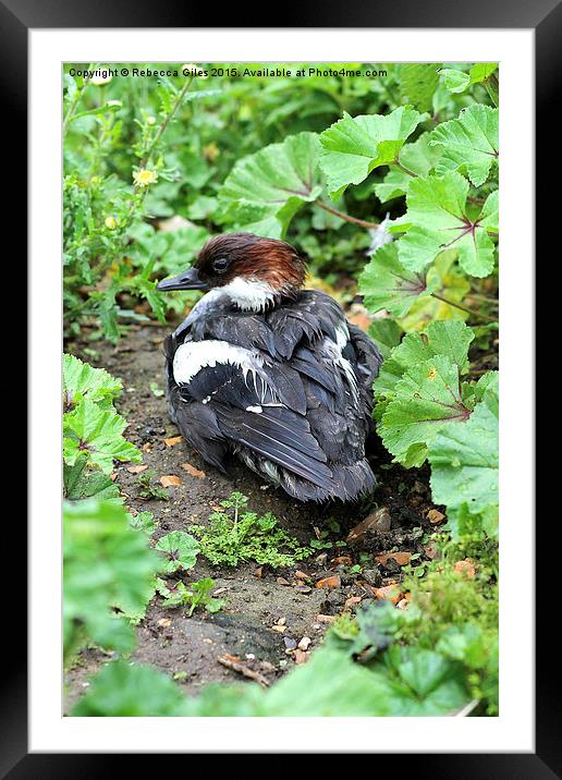 Smew Framed Mounted Print by Rebecca Giles