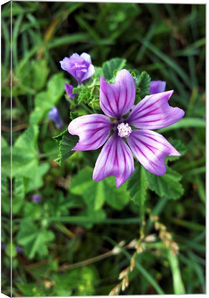 purple flower 3 Canvas Print by Marinela Feier